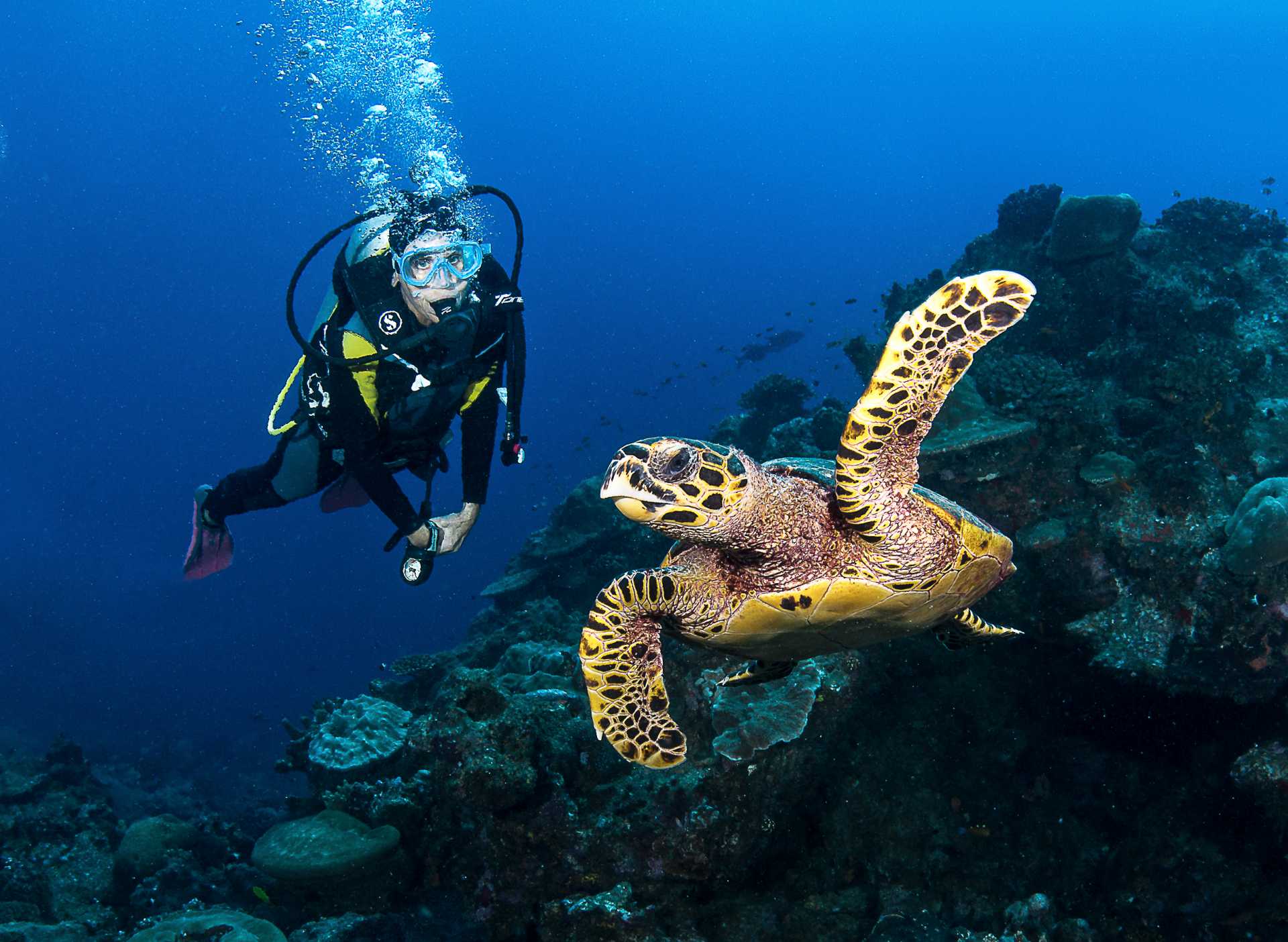 diving safari seychelles