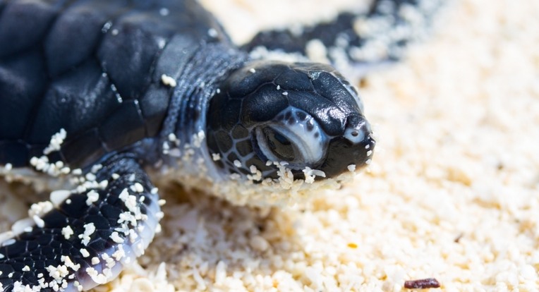 Turtle tracking and hatching in Seychelles - Blue Safari Seychelles™